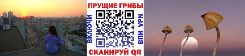 закладки  Жуковка  Галлюциногенные грибы Psilocybe 